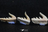 06413 - Great Collection of 5 Weltonia ancistrodon Shark Teeth Paleocene