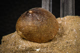 08007 - Nicely Preserved 0.96 Inch Globidens phosphaticus (Mosasaur) Tooth on Matrix Cretaceous