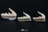 06413 - Great Collection of 5 Weltonia ancistrodon Shark Teeth Paleocene