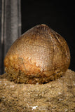 08007 - Nicely Preserved 0.96 Inch Globidens phosphaticus (Mosasaur) Tooth on Matrix Cretaceous