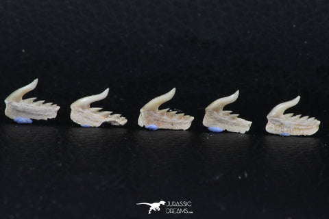 06414 - Great Collection of 5 Weltonia ancistrodon Shark Teeth Paleocene