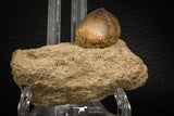 08007 - Nicely Preserved 0.96 Inch Globidens phosphaticus (Mosasaur) Tooth on Matrix Cretaceous