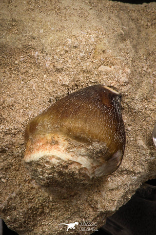 08008 - Nicely Preserved 1.09 Inch Globidens phosphaticus (Mosasaur) Tooth on Matrix Cretaceous