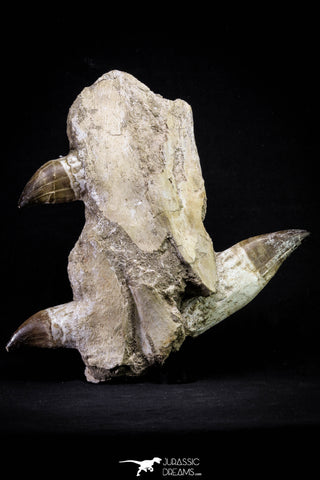 20976 - Top Huge 9.69 Inch Mosasaur (Prognathodon anceps) Partial Jaw Bone Cretaceous