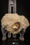 08008 - Nicely Preserved 1.09 Inch Globidens phosphaticus (Mosasaur) Tooth on Matrix Cretaceous