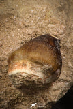 08008 - Nicely Preserved 1.09 Inch Globidens phosphaticus (Mosasaur) Tooth on Matrix Cretaceous