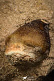 08008 - Nicely Preserved 1.09 Inch Globidens phosphaticus (Mosasaur) Tooth on Matrix Cretaceous
