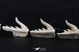 06414 - Great Collection of 5 Weltonia ancistrodon Shark Teeth Paleocene
