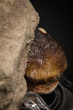 08008 - Nicely Preserved 1.09 Inch Globidens phosphaticus (Mosasaur) Tooth on Matrix Cretaceous