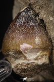 08008 - Nicely Preserved 1.09 Inch Globidens phosphaticus (Mosasaur) Tooth on Matrix Cretaceous