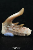 06415 - Top Beautiful 0.53 Inch Weltonia ancistrodon Shark Teeth Paleocene