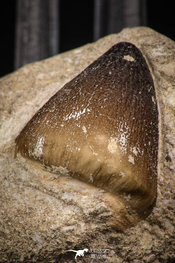 08009 - Nicely Preserved 1.18 Inch Globidens phosphaticus (Mosasaur) Tooth on Matrix Cretaceous