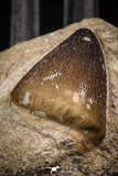 08009 - Nicely Preserved 1.18 Inch Globidens phosphaticus (Mosasaur) Tooth on Matrix Cretaceous