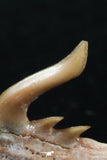 06415 - Top Beautiful 0.53 Inch Weltonia ancistrodon Shark Teeth Paleocene