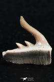 06415 - Top Beautiful 0.53 Inch Weltonia ancistrodon Shark Teeth Paleocene