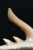 06415 - Top Beautiful 0.53 Inch Weltonia ancistrodon Shark Teeth Paleocene