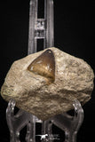 08009 - Nicely Preserved 1.18 Inch Globidens phosphaticus (Mosasaur) Tooth on Matrix Cretaceous