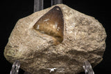 08009 - Nicely Preserved 1.18 Inch Globidens phosphaticus (Mosasaur) Tooth on Matrix Cretaceous