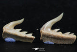 06416 - Great Collection of 3 Weltonia ancistrodon Shark Teeth Paleocene