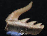 06416 - Great Collection of 3 Weltonia ancistrodon Shark Teeth Paleocene