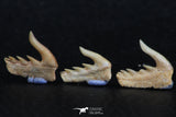 06416 - Great Collection of 3 Weltonia ancistrodon Shark Teeth Paleocene