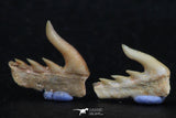 06416 - Great Collection of 3 Weltonia ancistrodon Shark Teeth Paleocene