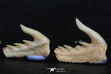 06416 - Great Collection of 3 Weltonia ancistrodon Shark Teeth Paleocene