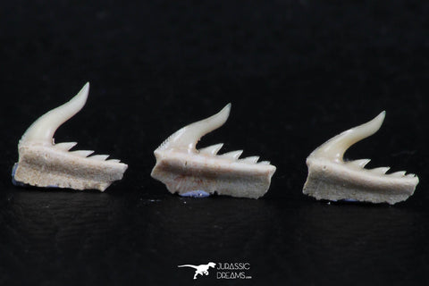 06417 - Great Collection of 3 Weltonia ancistrodon Shark Teeth Paleocene