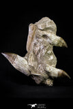 20976 - Top Huge 9.69 Inch Mosasaur (Prognathodon anceps) Partial Jaw Bone Cretaceous