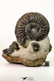 09158 - Top Beautiful Association of Unidentified Jurassic Ammonites - Atlas Mountains