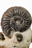 09158 - Top Beautiful Association of Unidentified Jurassic Ammonites - Atlas Mountains