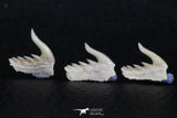 06417 - Great Collection of 3 Weltonia ancistrodon Shark Teeth Paleocene