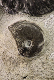 09158 - Top Beautiful Association of Unidentified Jurassic Ammonites - Atlas Mountains