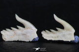 06417 - Great Collection of 3 Weltonia ancistrodon Shark Teeth Paleocene