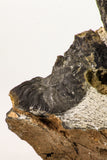 09158 - Top Beautiful Association of Unidentified Jurassic Ammonites - Atlas Mountains