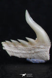 06417 - Great Collection of 3 Weltonia ancistrodon Shark Teeth Paleocene
