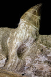 20976 - Top Huge 9.69 Inch Mosasaur (Prognathodon anceps) Partial Jaw Bone Cretaceous