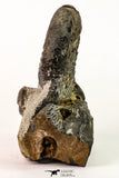 09158 - Top Beautiful Association of Unidentified Jurassic Ammonites - Atlas Mountains
