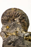 09158 - Top Beautiful Association of Unidentified Jurassic Ammonites - Atlas Mountains