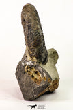 09158 - Top Beautiful Association of Unidentified Jurassic Ammonites - Atlas Mountains