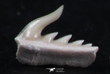 06418 - Great Collection of 2 Weltonia ancistrodon Shark Teeth Paleocene