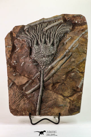 09159 - Top Beautiful 7.95 Inch Silurian Scyphocrinites elegans Crinoid Plate