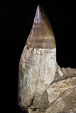 20976 - Top Huge 9.69 Inch Mosasaur (Prognathodon anceps) Partial Jaw Bone Cretaceous