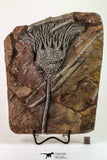 09159 - Top Beautiful 7.95 Inch Silurian Scyphocrinites elegans Crinoid Plate