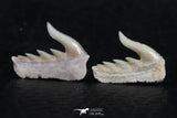06418 - Great Collection of 2 Weltonia ancistrodon Shark Teeth Paleocene