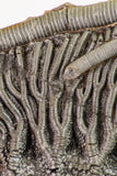 09159 - Top Beautiful 7.95 Inch Silurian Scyphocrinites elegans Crinoid Plate