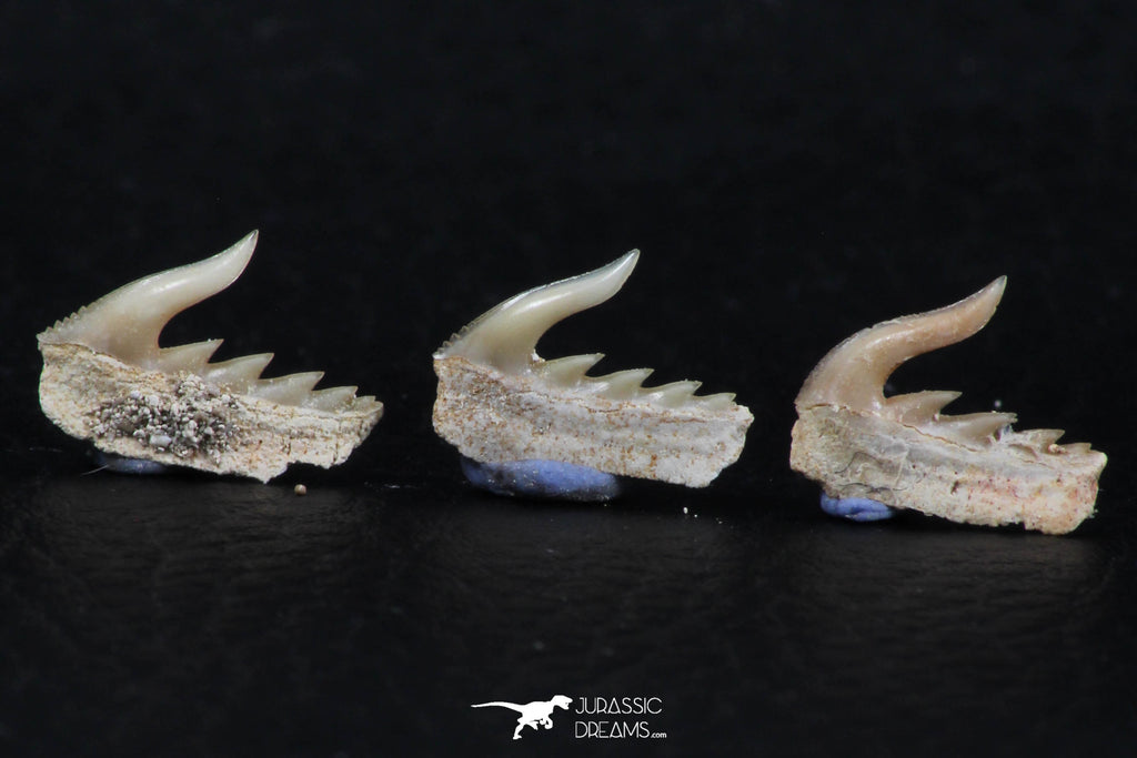 06419 - Great Collection of 3 Weltonia ancistrodon Shark Teeth Paleocene