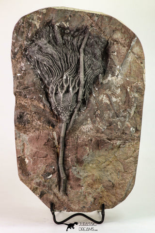 09160 - Top Beautiful 7.48 Inch Silurian Scyphocrinites elegans Crinoid Plate