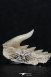 06419 - Great Collection of 3 Weltonia ancistrodon Shark Teeth Paleocene
