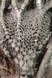09160 - Top Beautiful 7.48 Inch Silurian Scyphocrinites elegans Crinoid Plate